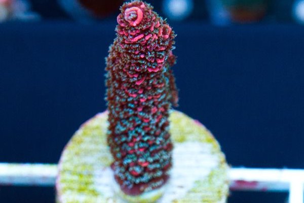 Кракен даркнет kraken link24 info